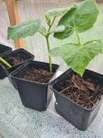 Komkommer Plant Aubergin Tomaat Punt paprika Biber Aci Tatlı, Volle zon, Groenteplanten, Eenjarig, Ophalen of Verzenden