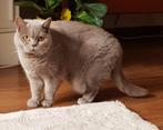 Herplaatsing Britse Korthaar poes 3,5 jaar lilac, Dieren en Toebehoren, Katten en Kittens | Raskatten | Korthaar, Poes, Gechipt