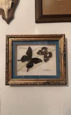Geprepareerde vlinders en blad in goudkleurige lijst, Huis en Inrichting, Verzenden, Gebruikt