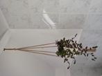 Macrame hangers met pot en hangplanten, Huis en Inrichting, Kamerplanten, Ophalen of Verzenden, Minder dan 100 cm