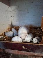 Franse hangoren, in de kleur sallander of siam, Dieren en Toebehoren, Konijnen, Geslacht onbekend, Groot