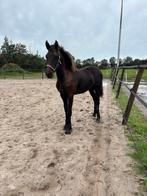 Fries merrie veulen, Dieren en Toebehoren, Paarden, Merrie, Minder dan 160 cm, Niet van toepassing, 0 tot 2 jaar