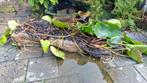 waterlelie, Tuin en Terras, Ophalen