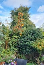 Fraaie 4 meter hoge gele sierappel Golden Hornet, Tuin en Terras, Planten | Bomen, Overige soorten, Lente, 400 cm of meer, Ophalen