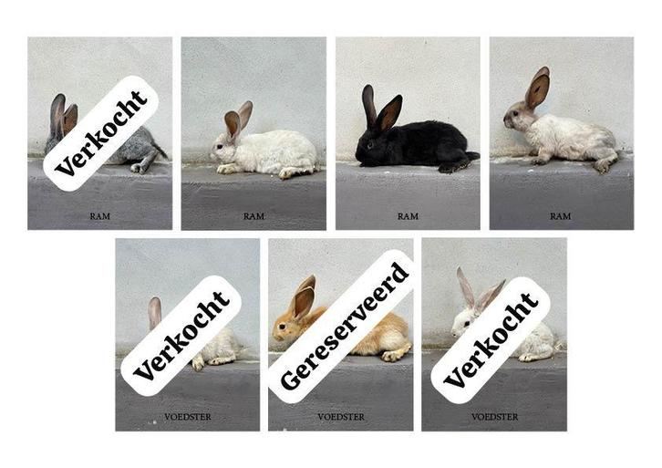 Vlaamse reus - konijn, Hobby en Vrije tijd, Overige Hobby en Vrije tijd, Nieuw, Ophalen