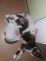 2 kittens te koop., Dieren en Toebehoren, Katten en Kittens | Overige Katten, Meerdere dieren, Kortharig, 0 tot 2 jaar