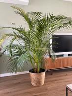 Areca Goudpalm 170cm (incl. pot), Tuin en Terras, Planten | Bomen, Bloeit niet, Halfschaduw, 100 tot 250 cm, Palmboom