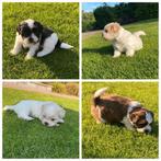 Boomer pups, Overige rassen, 8 tot 15 weken, Meerdere, Meerdere dieren