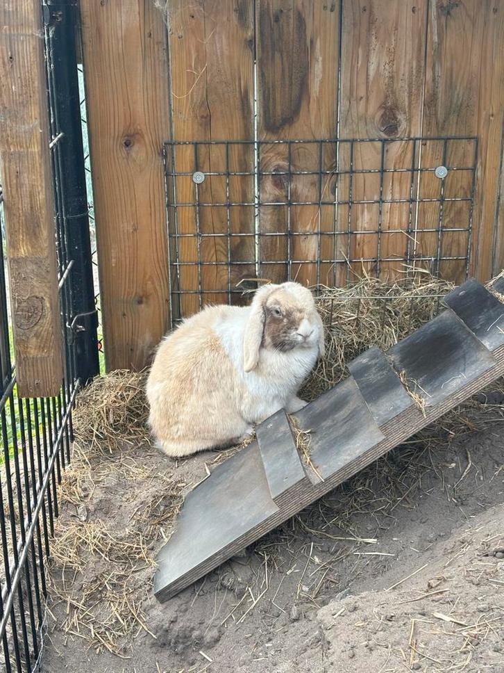 Hangoor konijntjes, Dieren en Toebehoren, Konijnen, Middelgroot, Meerdere dieren, 0 tot 2 jaar, Hangoor