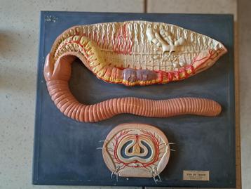 Anatomisch model regenworm N. Boubee Paris beschikbaar voor biedingen