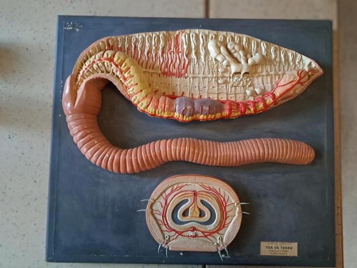 Anatomisch model regenworm N. Boubee Paris, Antiek en Kunst, Curiosa en Brocante, Ophalen of Verzenden