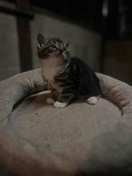 Kittens, Dieren en Toebehoren, Katten en Kittens | Raskatten | Korthaar, Meerdere dieren, 0 tot 2 jaar