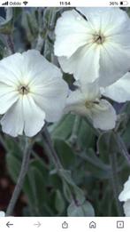 Lychnis coronaria ‘Alba. Witte prikneus, Zomer, Vaste plant, Ophalen of Verzenden, Overige soorten