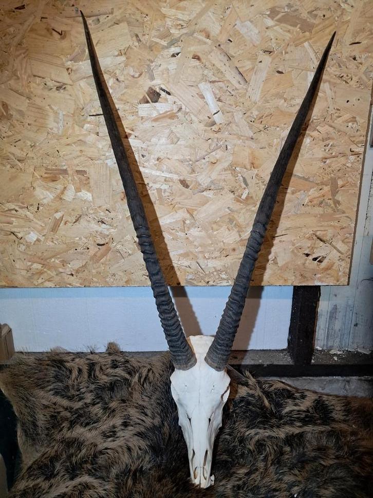 Grote complete schedel met hoorns Spiesbok/Oryx., Verzamelen, Dierenverzamelingen, Zo goed als nieuw, Schedel, Wild dier, Ophalen of Verzenden