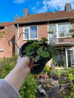 Strawberries in Balcony Hanging Pot, Tuin en Terras, Planten | Bomen, Ophalen of Verzenden