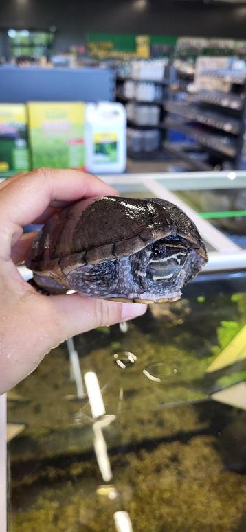Muskus schildpad - Sternotherus odoratus beschikbaar voor biedingen