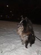 Chow chow, Reu, CDV (hondenziekte), 1 tot 2 jaar, Eén hond