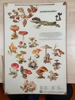 Wandkaart Paddenstoelen - Schoolplaat, Ophalen of Verzenden, Natuur en Biologie