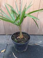 Trachycarpus wagnerianus, Minder dan 100 cm, Zomer, Palmboom, Ophalen
