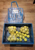 47 stuks NIEUW tennis ballen, Pro Supex Trainer + mandje, Overige merken, Ballen, L00, Nieuw