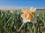 Speciale Narcissen bollen - groot formaat XL, Ophalen of Verzenden, Najaar, Volle zon, Bloembol
