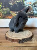 Lief minilop voedstertje 🩷, Vrouwelijk, Dwerg