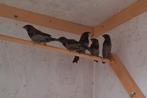 Te koop Japanse meeuwen, Dieren en Toebehoren, Vrouwelijk