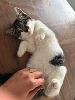 Super lieve kater te koop!, Dieren en Toebehoren, Katten en Kittens | Overige Katten, Kater