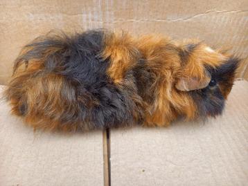 Alpaca en peruvian cavia's  beschikbaar voor biedingen
