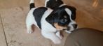 3 pups te koop, een reutje en twee teefjes. Jackrussell, Dieren en Toebehoren, Honden | Jack Russells en Terriërs, Jack Russell Terriër