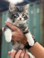 Kittens, Dieren en Toebehoren, Katten en Kittens | Overige Katten