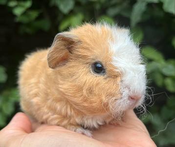 Schattig crème met wit blesje, US teddy cavia beertje beschikbaar voor biedingen