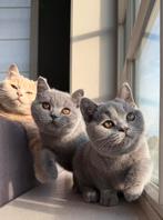 Brits / Britse korthaar kittens met stamboom, Dieren en Toebehoren, Katten en Kittens | Raskatten | Korthaar, Meerdere dieren