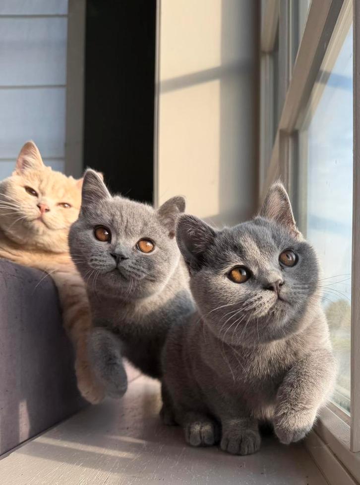 Brits / Britse korthaar kittens met stamboom, Dieren en Toebehoren, Katten en Kittens | Raskatten | Korthaar, Meerdere dieren