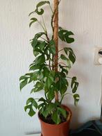 Monstera kamerplant met mosstok, Huis en Inrichting, Kamerplanten, 100 tot 150 cm, Overige soorten, In pot, Groene kamerplant