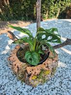 Monstera adansonii met bijpassende kurkpot, Groene kamerplant, Ophalen of Verzenden, Overige soorten, Minder dan 100 cm