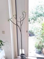Witte Marseille Vijgenboom - 1.60m - Heerlijke Vijgen!, Tuin en Terras, Planten | Bomen, Ophalen