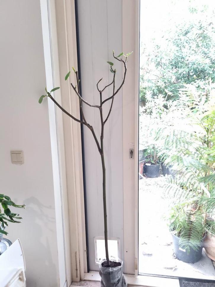 Witte Marseille Vijgenboom - 1.60m - Heerlijke Vijgen!, Tuin en Terras, Planten | Bomen, Ophalen