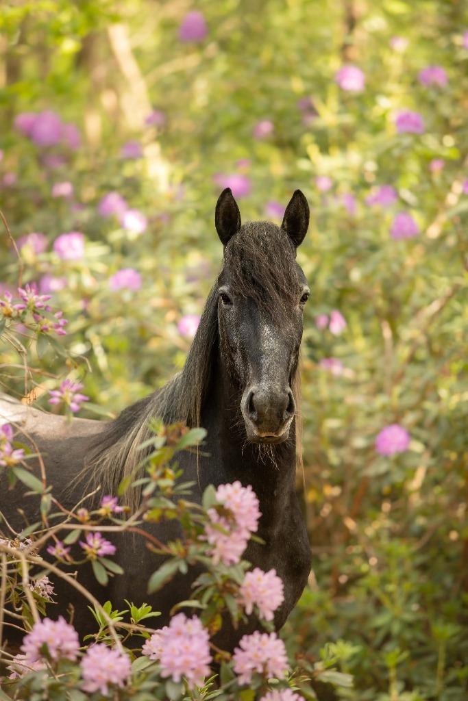 Sterke E-pony met gouden karakter - familiepaardje, Dieren en Toebehoren, Paarden, Merrie, Zadelmak, Minder dan 160 cm, 3 tot 6 jaar