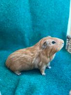 Cavia beer langhaar bruin, Dieren en Toebehoren, Mannelijk, Cavia