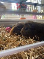 Twee cavia’s met kooi gratis afhalen, Dieren en Toebehoren, Mannelijk, Tam, Maart, Cavia
