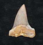 Haaientand shark tooth Hill, Verzamelen, Mineralen en Fossielen, Ophalen of Verzenden, Fossiel