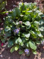 Ajuga stekken alsook blauwgroene Hosta's, Tuin en Terras, Ophalen, Zomer, Bodembedekkers, Volle zon