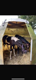 Schuilstal / iglo, Dieren en Toebehoren, Stalling en Weidegang, Toebehoren, 1 paard of pony