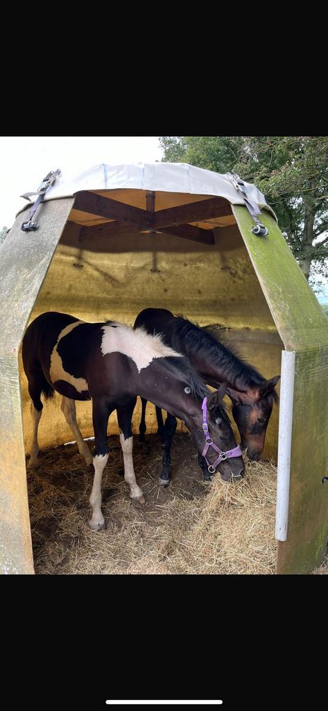 Schuilstal / iglo, Dieren en Toebehoren, Stalling en Weidegang, Toebehoren, 1 paard of pony
