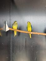 Elegantparkiet | broedkoppels | deskundig advies, Dieren en Toebehoren, Pluimvee, Meerdere dieren, Overige soorten