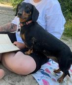 Teckel, Oktober, Vrouwelijk