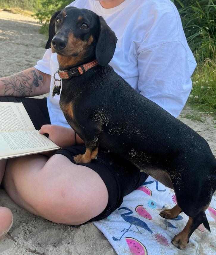 Teckel, Dieren en Toebehoren, Overige Dieren, Vrouwelijk, Oktober