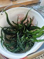 Javavaren moederplant, Dieren en Toebehoren, Vissen | Aquaria en Toebehoren, Ophalen, Zo goed als nieuw, Plant(en), Steen of Hout