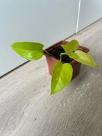 Epipremnum neon, Huis en Inrichting, Kamerplanten, Ophalen of Verzenden, Halfschaduw, Minder dan 100 cm